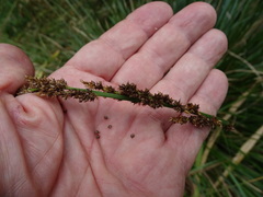 Carex tereticaulis
