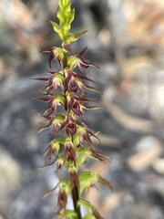 Genoplesium filiforme