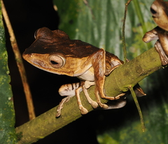 Polypedates otilophus