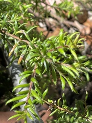 Persoonia hirsuta
