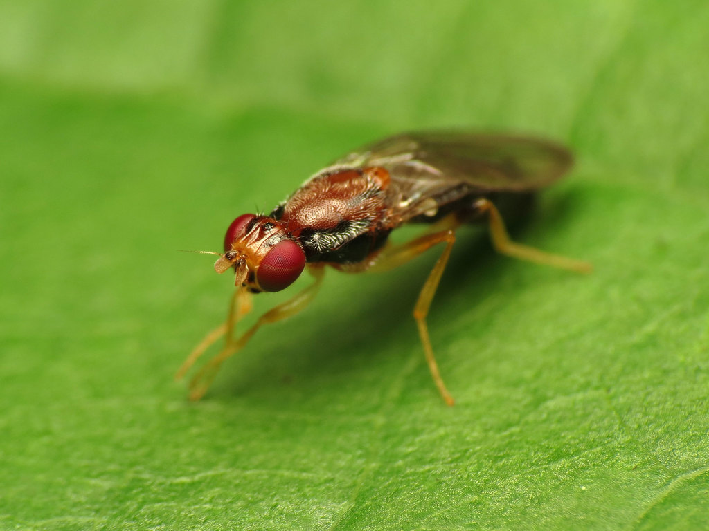 Chyliza apicalis