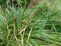 Carex tereticaulis