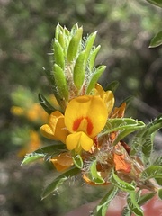 Pultenaea tuberculata