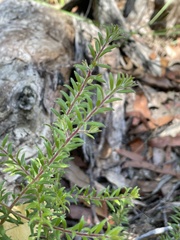 Persoonia hirsuta