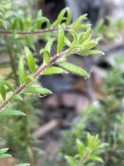 Persoonia hirsuta
