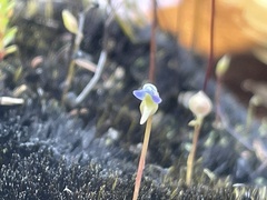 Utricularia uliginosa