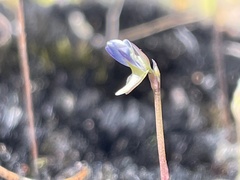 Utricularia uliginosa