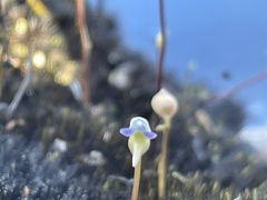 Utricularia uliginosa