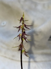 Genoplesium filiforme