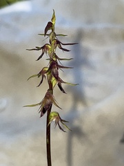 Genoplesium filiforme