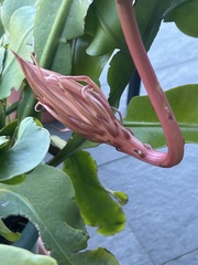 Epiphyllum oxypetalum