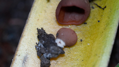 Leotiomycetes