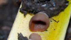 Leotiomycetes