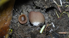 Leotiomycetes