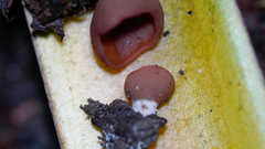 Leotiomycetes