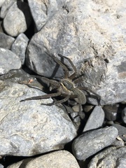 Dolomedes aquaticus