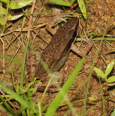 Indosylvirana nicobariensis
