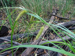 Carex fascicularis