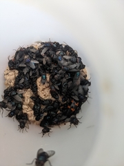 Nicrophorus nepalensis