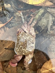 Metopograpsus frontalis