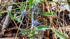 Eryngium vesiculosum