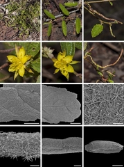 Corchorus drysdalensis