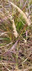 Cenchrus × cupreus