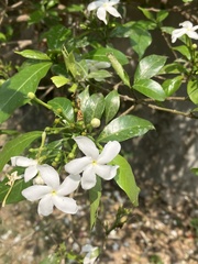 Tabernaemontana divaricata