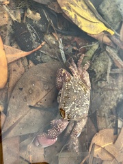 Metopograpsus frontalis