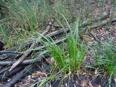 Carex fascicularis