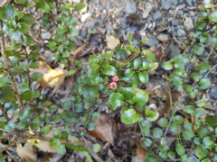 Gaultheria antipoda