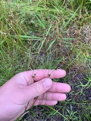 Rhynchospora globularis