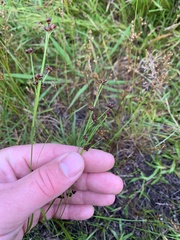 Rhynchospora globularis