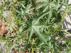 Ricinus communis