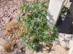 Ricinus communis