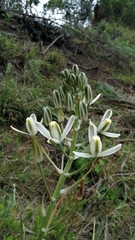 Albuca batteniana