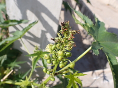 Ricinus communis