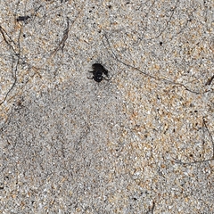 Tachysphex nigerrimus