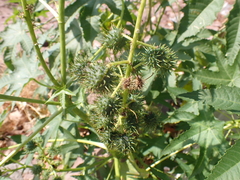 Ricinus communis