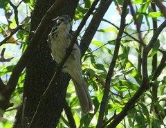 Plectorhyncha lanceolata