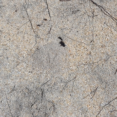 Tachysphex nigerrimus