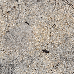 Tachysphex nigerrimus