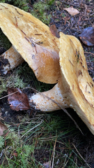 Lactarius alnicola