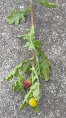 Grangea maderaspatana