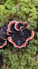 Hydnellum peckii