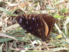 Euploea
