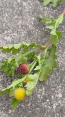 Grangea maderaspatana