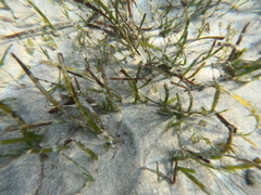 Cymodoceaceae