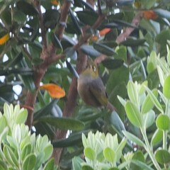 Zosterops lateralis lateralis