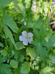 Geranium richardsonii